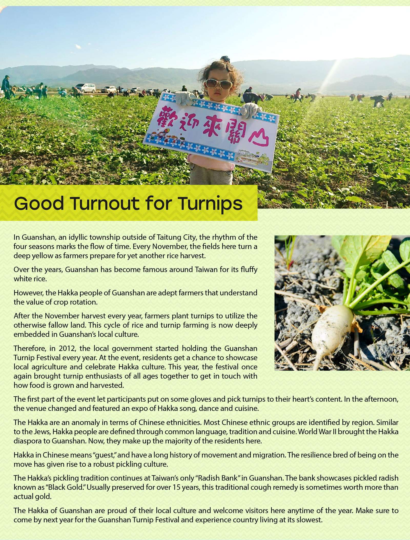 Good Turnout for Turnips

In Guanshan, an idyllic township outside of Taitung City, the rhythm of the four seasons marks the flow of time. Every November, the fields here turn a deep yellow as farmers prepare for yet another rice harvest.  
	Over the years, Guanshan has become famous around Taiwan for its fluffy white rice. 
However, the Hakka people of Guanshan are adept farmers that understand the value of crop rotation. 
After the November harvest every year, farmers plant turnips to utilize the otherwise fallow land. This cycle of rice and turnip farming is now deeply embedded in Guanshan’s local culture.
	Therefore, in 2012, the local government started holding the Guanshan Turnip Festival every year. At the event, residents get a chance to showcase local agriculture and celebrate Hakka culture. This year, the festival once again brought turnip enthusiasts of all ages together to get in touch with how food is grown and harvested. 
The first part of the event let participants put on some gloves and pick turnips to their heart’s content. In the afternoon, the venue changed and featured an expo of Hakka song, dance and cuisine. 
	The Hakka are an anomaly in terms of Chinese ethnicities. Most Chinese ethnic groups are identified by region. Similar to the Jews, Hakka people are defined through common language, tradition and cuisine. World War II brought the Hakka diaspora to Guanshan. Now, they make up the majority of the residents here.
	Hakka in Chinese means “guest,” and have a long history of movement and migration. The resilience bred of being on the move has given rise to a robust pickling culture.
	The Hakka’s pickling tradition continues at Taiwan’s only “Radish Bank” in Guanshan. The bank showcases pickled radish known as “Black Gold.” Usually preserved for over 15 years, this traditional cough remedy is sometimes worth more than actual gold. 
	The Hakka of Guanshan are proud of their local culture and welcome visitors here anytime of the year. Make sure to come by next year for the Guanshan Turnip Festival and experience country living at its slowest. 
