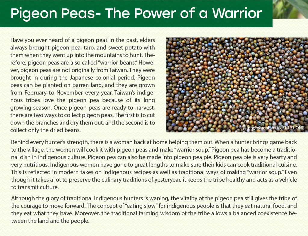 Pigeon Peas- The Power of a Warrior

Have you ever heard of a pigeon pea? In the past, elders always brought pigeon pea, taro, and sweet potato with them when they went up into the mountains to hunt. Therefore, pigeon peas are also called “warrior beans.” However, pigeon peas are not originally from Taiwan. They were brought in during the Japanese colonial period. Pigeon peas can be planted on barren land, and they are grown from February to November every year. Taiwan’s indigenous tribes love the pigeon pea because of its long growing season. Once pigeon peas are ready to harvest, there are two ways to collect pigeon peas. The first is to cut down the branches and dry them out, and the second is to collect only the dried beans. 
Behind every hunter’s strength, there is a woman back at home helping them out. When a hunter brings game back to the village, the women will cook it with pigeon peas and make “warrior soup.” Pigeon pea has become a traditional dish in indigenous culture. Pigeon pea can also be made into pigeon pea pie. Pigeon pea pie is very hearty and very nutritious. Indigenous women have gone to great lengths to make sure their kids can cook traditional cuisine. This is reflected in modern takes on indigenous recipes as well as traditional ways of making “warrior soup.” Even though it takes a lot to preserve the culinary traditions of yesteryear, it keeps the tribe healthy and acts as a vehicle to transmit culture. 
Although the glory of traditional indigenous hunters is waning, the vitality of the pigeon pea still gives the tribe of the courage to move forward. The concept of “eating slow” for indigenous people is that they eat natural food, and they eat what they have. Moreover, the traditional farming wisdom of the tribe allows a balanced coexistence between the land and the people.
