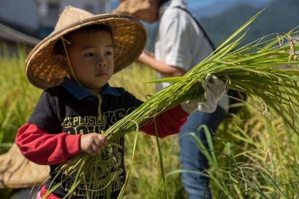 2021 Taitung Winter Rice Harvest Festival