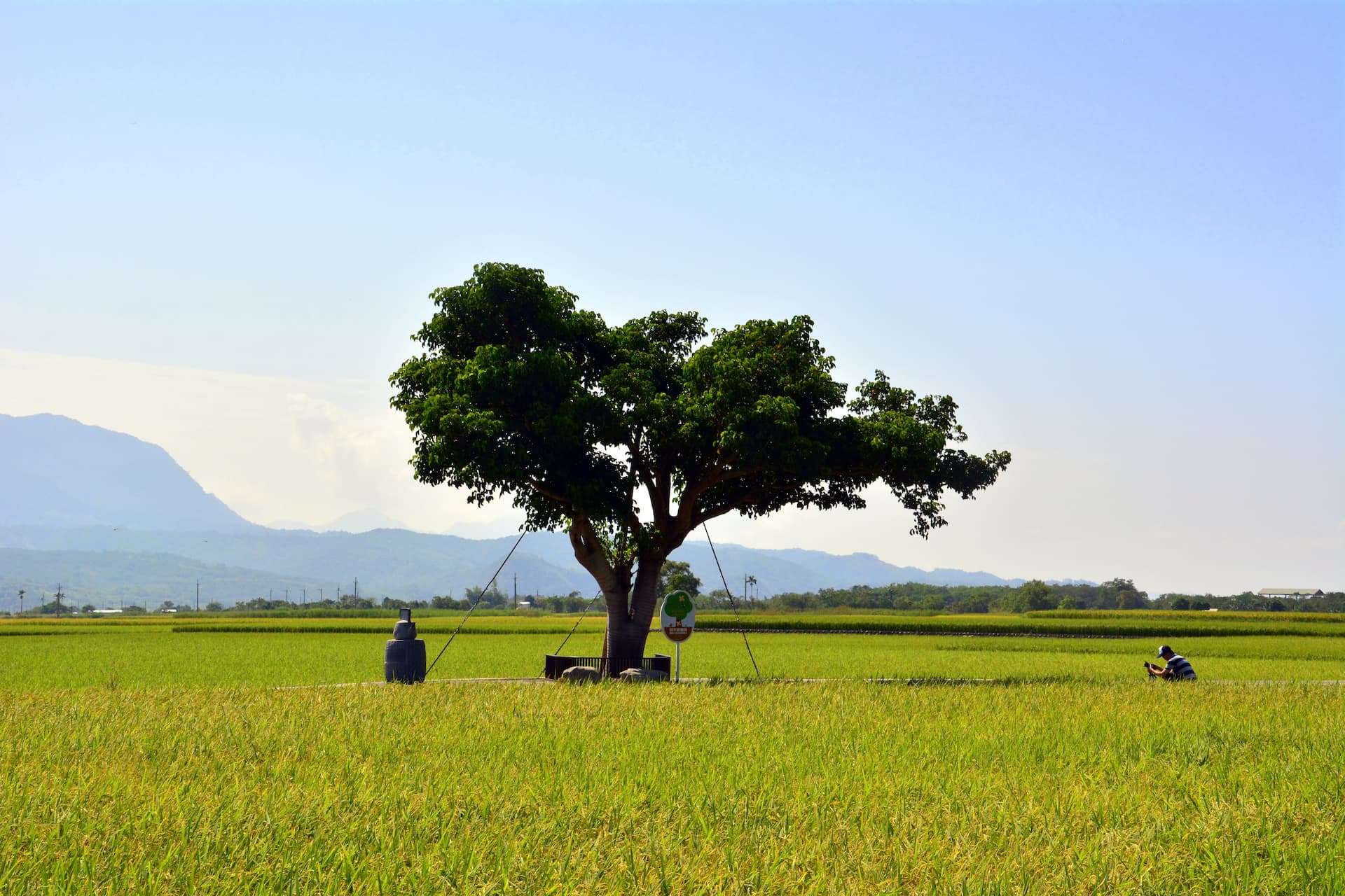 첫번째 목적지: 타이둥만의 벼 향기: 츠샹 논밭