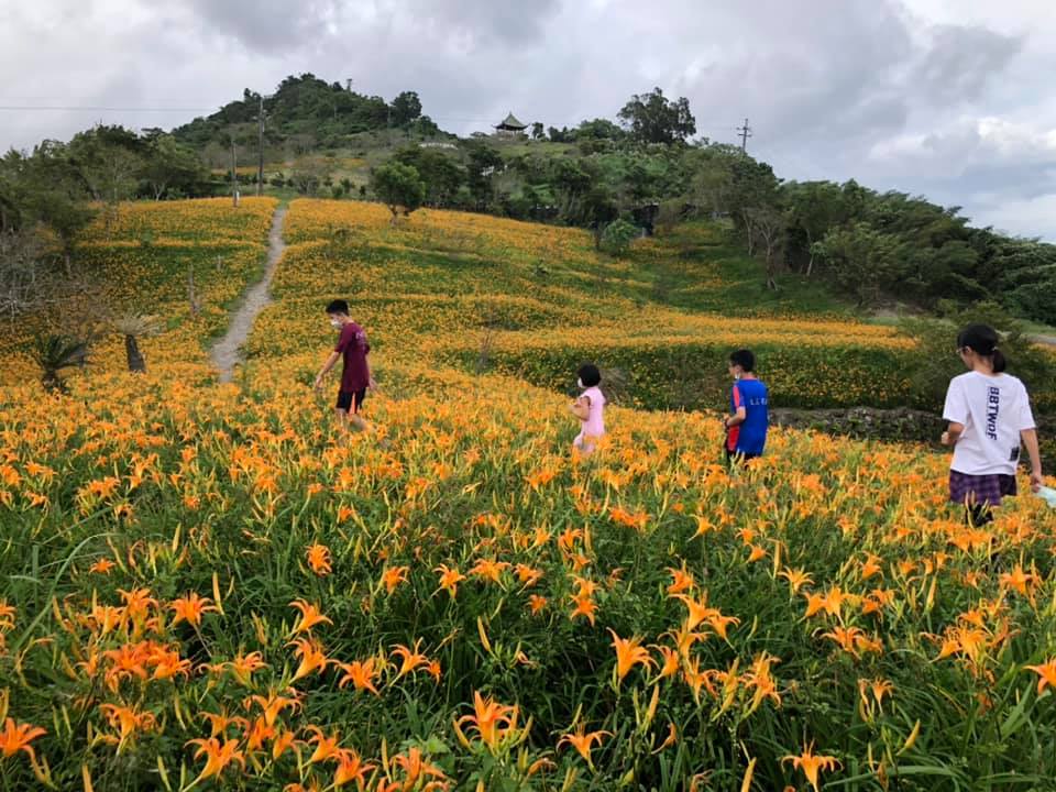 From Orange Daylily Factory to Beautiful Flower Gardens